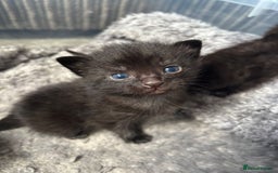 Mixed Breed cats for sale: 2 little boys looking for their forever home - Image 2