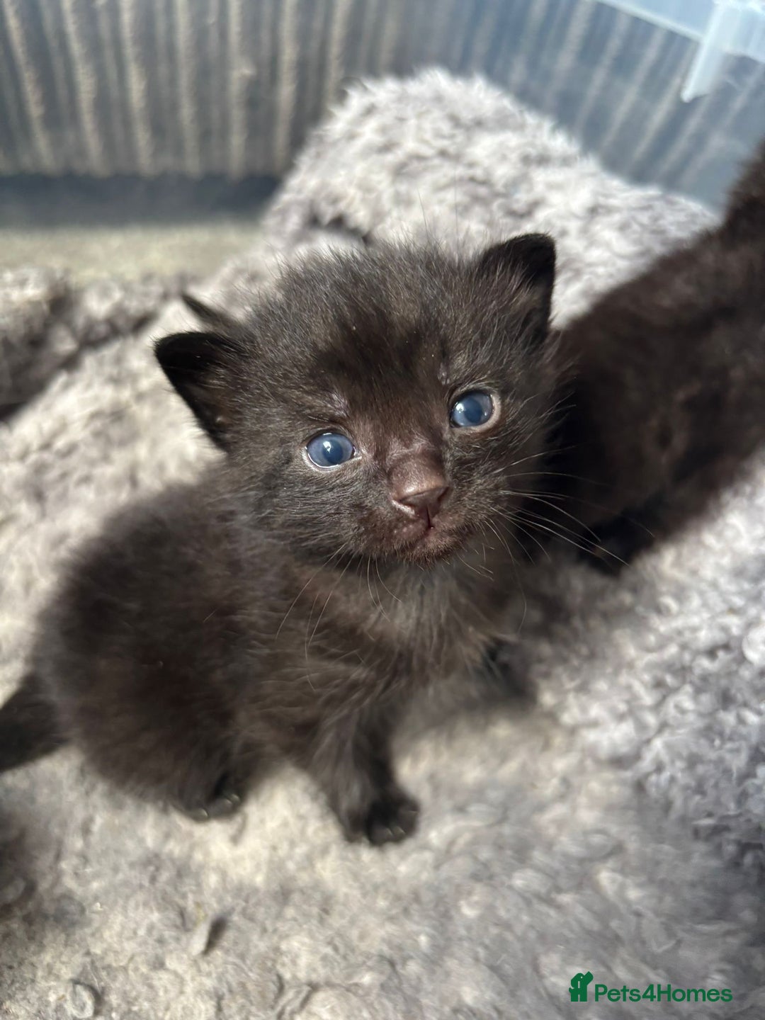 Mixed Breed cats for sale: 2 little boys looking for their forever home - Image 2