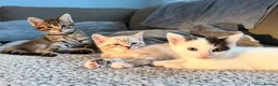Mixed Breed cats for sale: Two girls looking for their forever home  - Advert 4