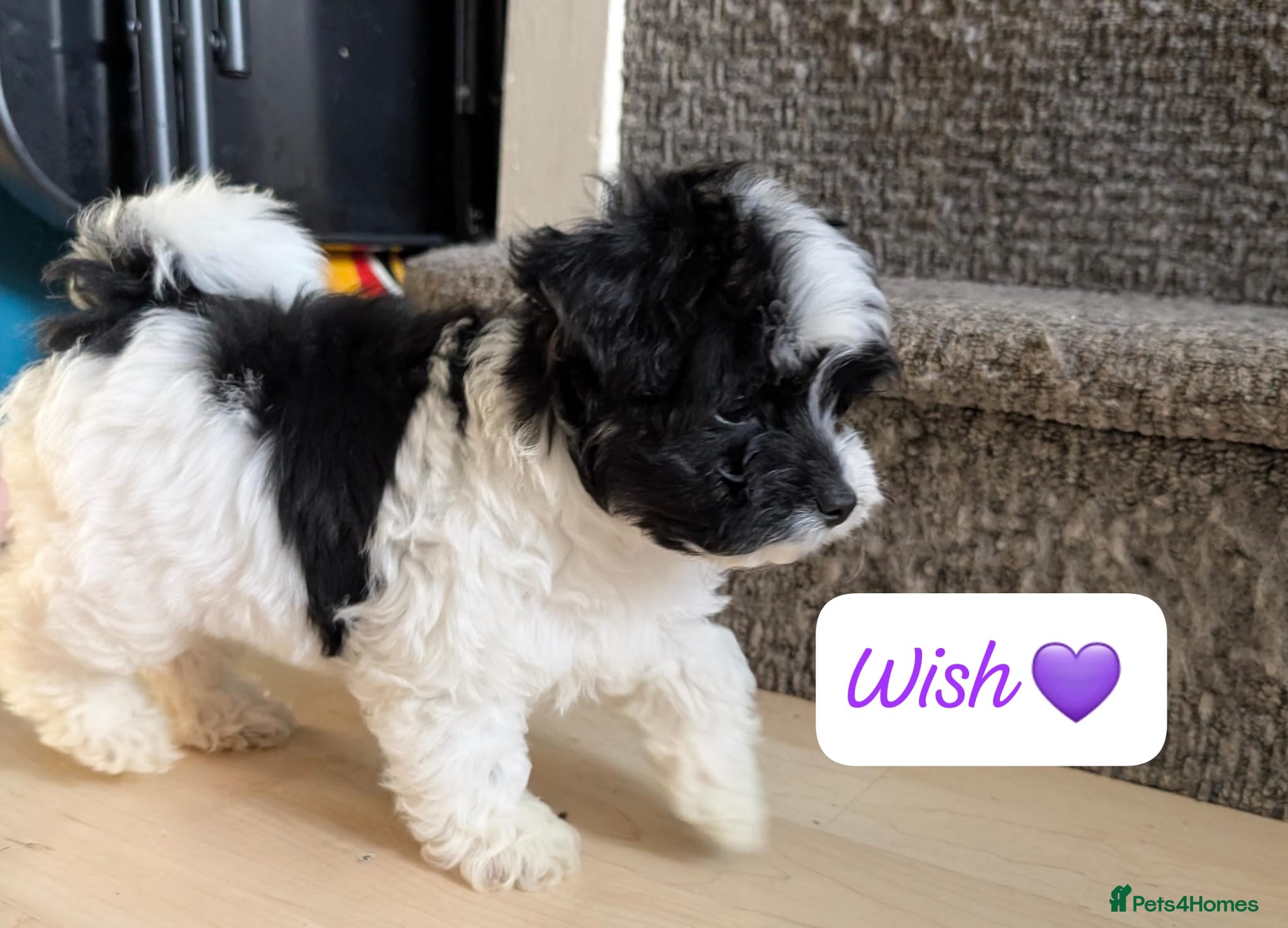 Chipoo dogs Chipoo Puppies only 2  boys left - Advert 4