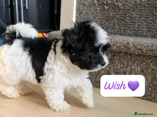 Chipoo dogs Chipoo Puppies only 2 boys left - Advert 18