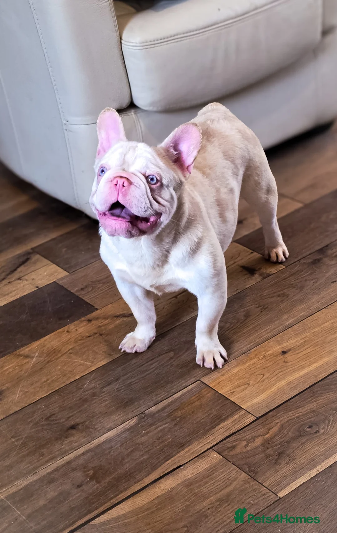 French Bulldog dogs for stud: 🚨 RARE DNA ALERT 🚨 - Advert 2