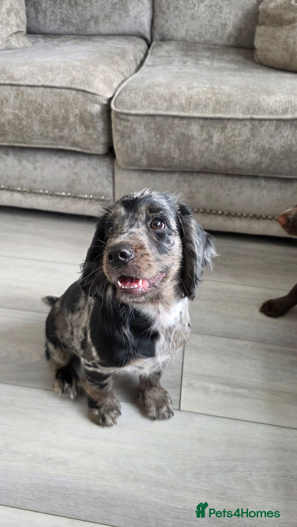 Cocker Spaniel dogs Beautiful Working Cocker Spaniels - Advert 15