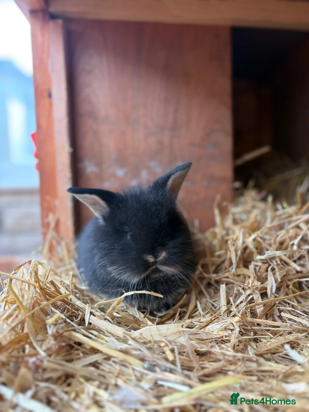 Mixed Breed rabbits for sale: Baby lionhead x harlequin lop bunnies - Advert 1