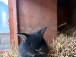 Mixed Breed rabbits Baby lionhead x harlequin lop bunnies - Advert 1