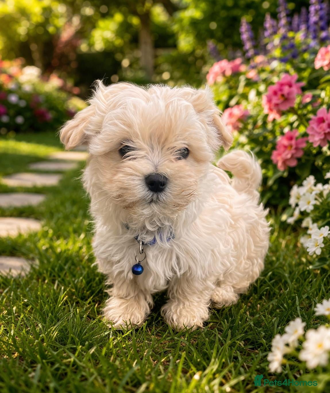 Maltipoo dogs  Extra small Korean Toy Maltipoo baby's  - Advert 5