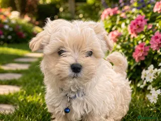 Maltipoo dogs Extra small Korean Toy Maltipoo baby's - Advert 5