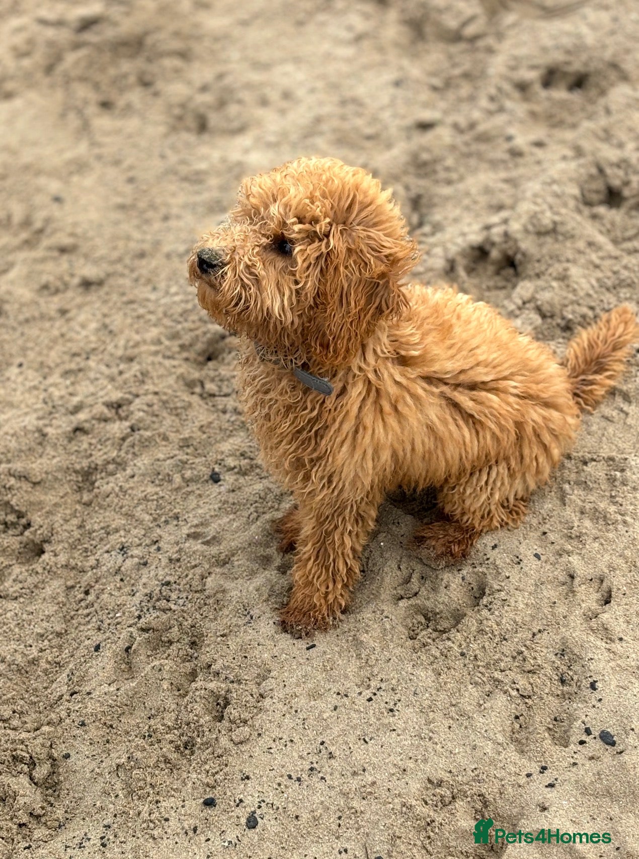 Toy Poodle dogs Red toy poodle for stud - Advert 16