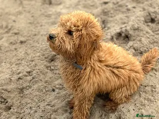 Toy Poodle dogs Red toy poodle for stud - Advert 16