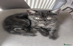 Selkirk Rex cats for sale: 😻 Stunning Selkirk Rex Mix Kittens 😻 - Image 21
