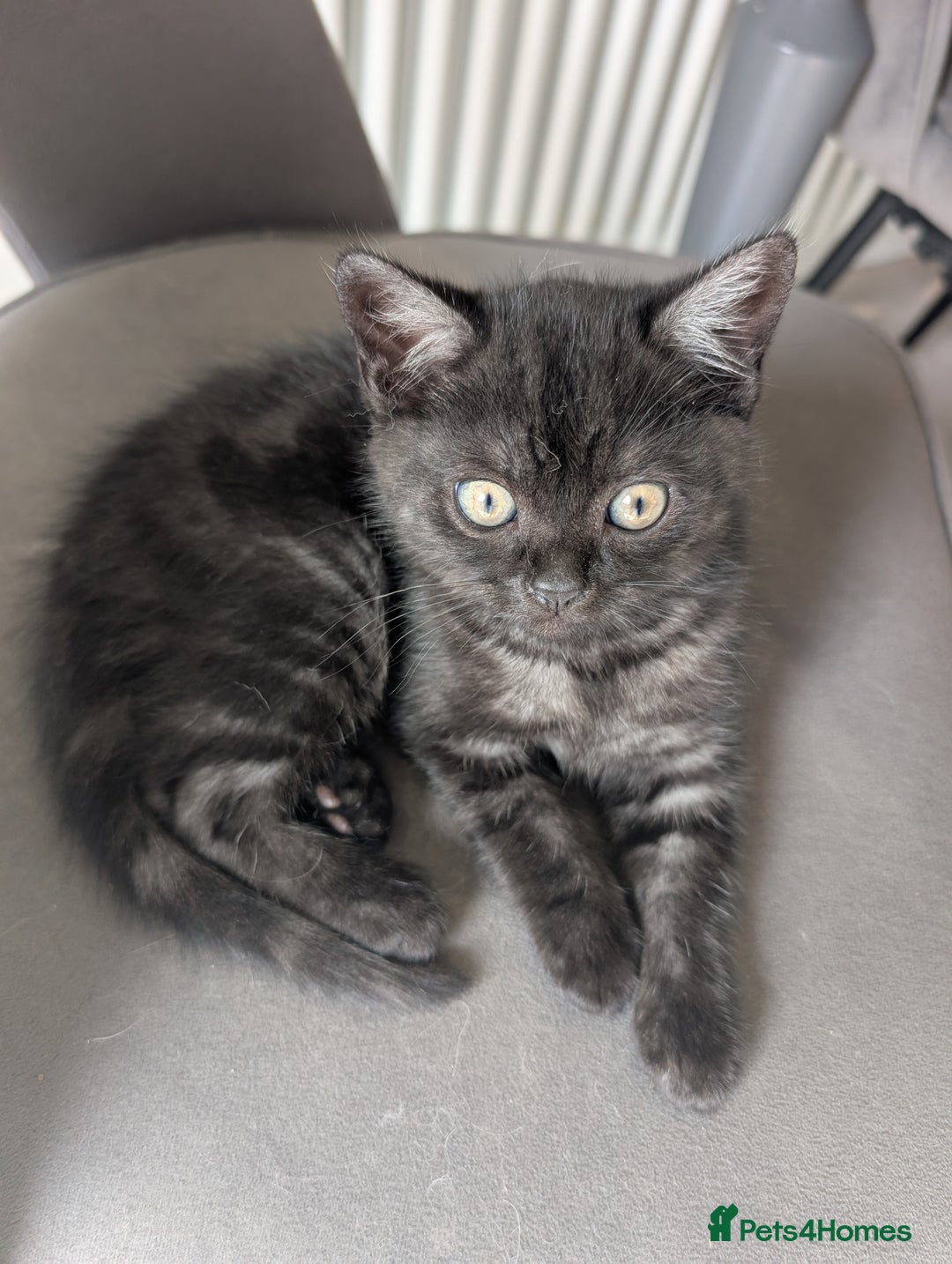 Selkirk Rex cats for sale: 😻 Stunning Selkirk Rex Mix Kittens 😻 - Image 21