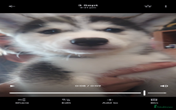 Siberian Husky dogs for sale: Husky x malamute   husky puppies  - Image 3