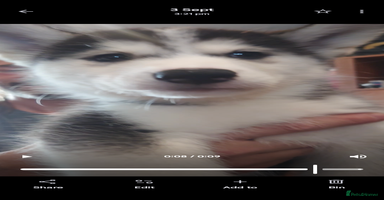 Siberian Husky dogs - Advert 1