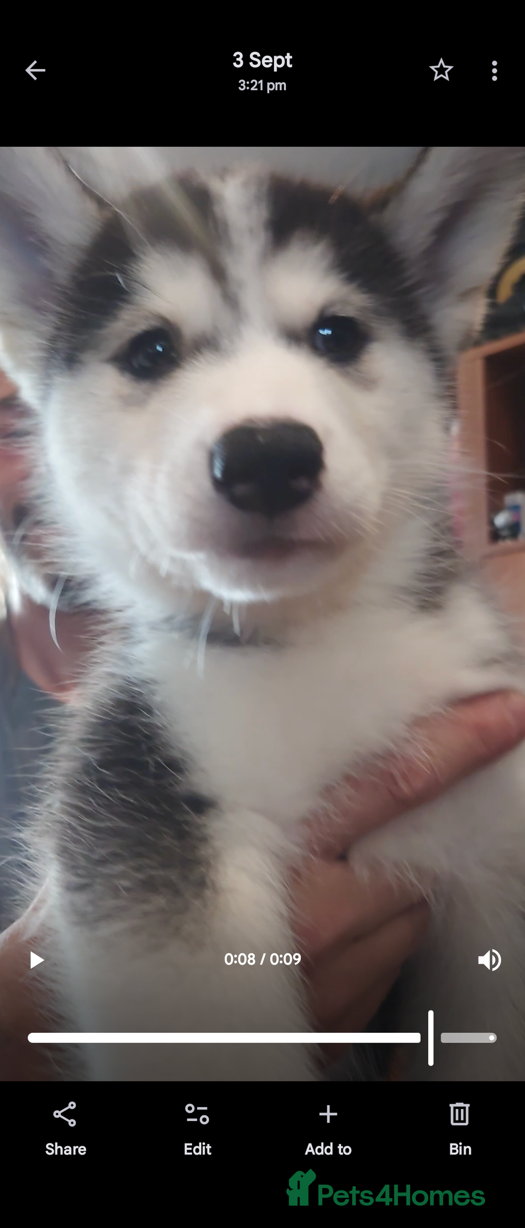 Siberian Husky dogs for sale: Husky x malamute   husky puppies  - Image 3