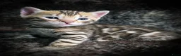 Bengal cats for sale: 3 lovely girls and 1 boy ready for reservation - Advert 10