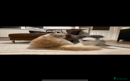 Angora rabbits for sale: Angora and mini lop bonded pair  - Image 6