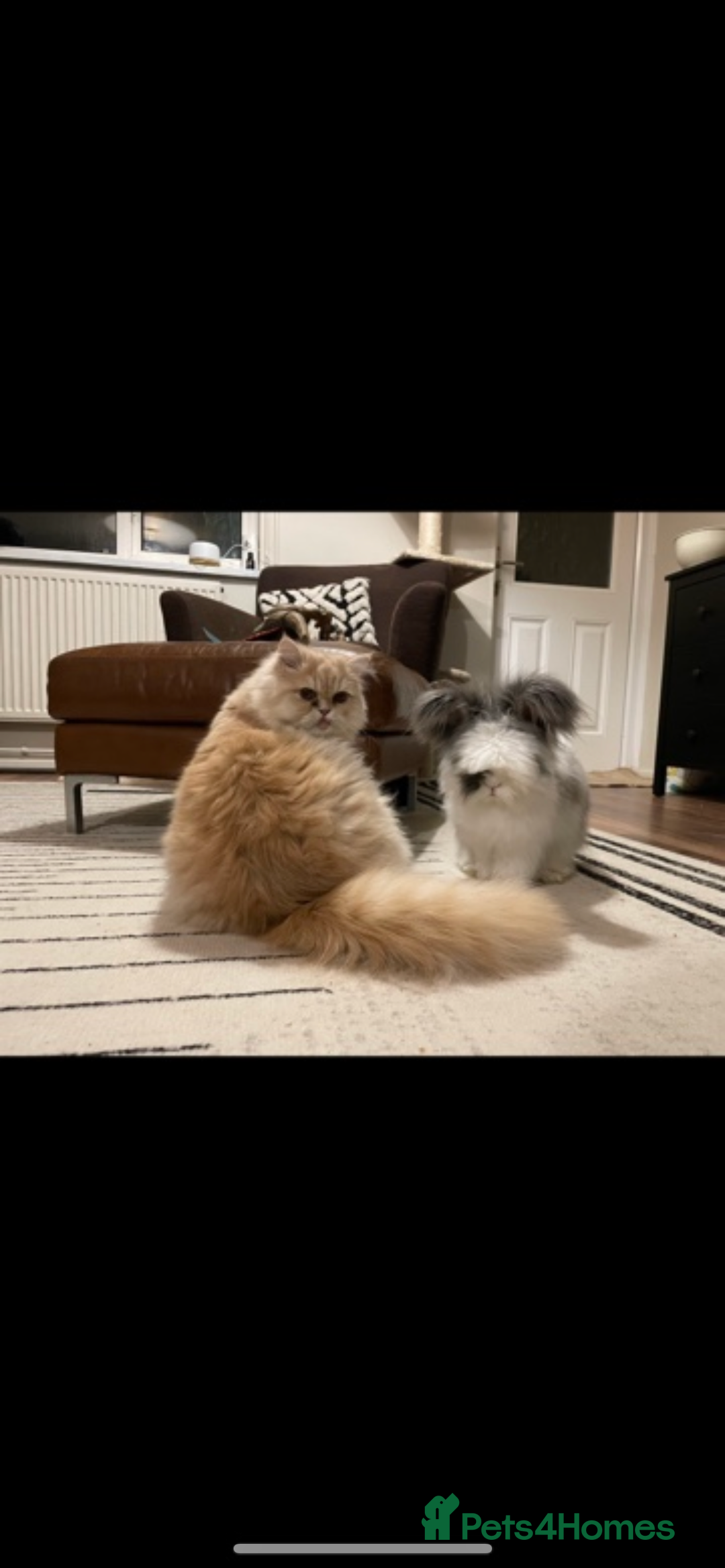 Angora rabbits for sale: Angora and mini lop bonded pair  - Image 6