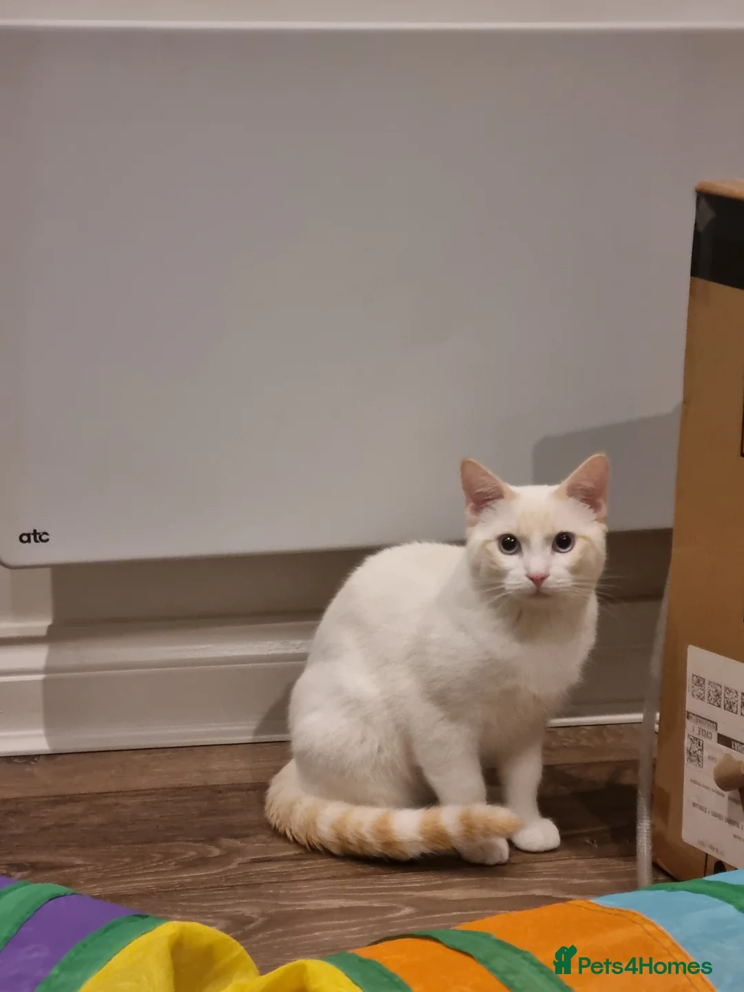 Siamese cats for sale: Flame point siamese  - Advert 12