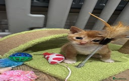 Mixed Breed cats for sale: Last 3 Adorable Ginger Males 🧡 - Advert 10