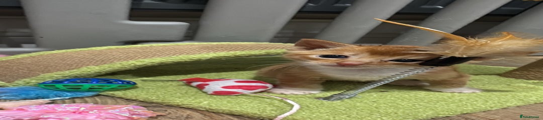 Mixed Breed Kitten 3