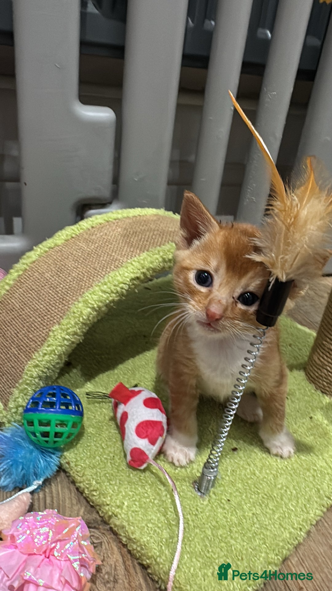 Mixed Breed cats for sale: Last 3 Adorable Ginger Males 🧡 - Advert 10