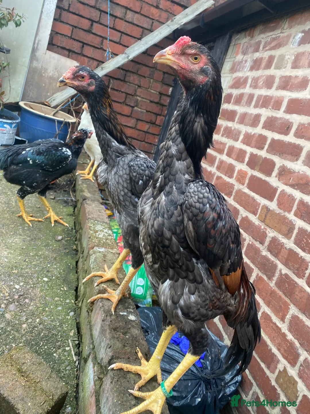 Hens poultry for sale: O shamo, shamo, Pakistani aseel and miwali   - Advert 31