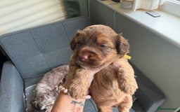 Cockapoo dogs for sale: F2bb Cockapoo Puppies-one red merle girl left ❤️ - Image 34