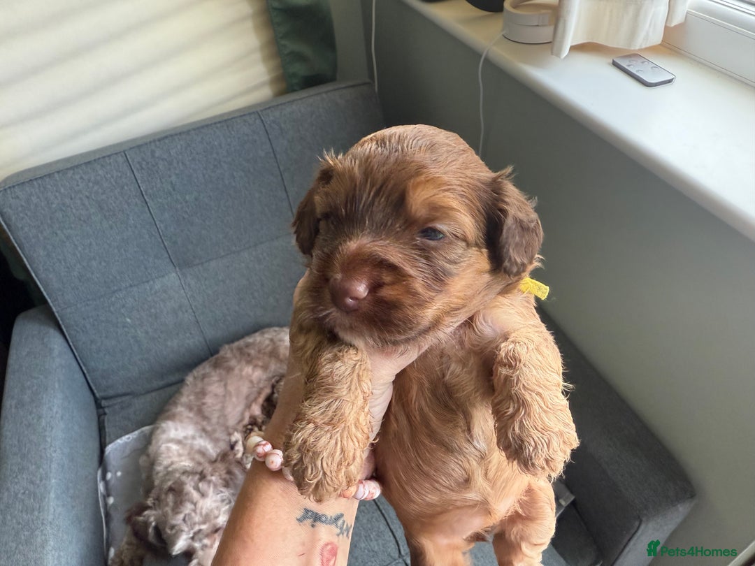 Cockapoo dogs for sale: F2bb Cockapoo Puppies-one red merle girl left ❤️ - Image 34