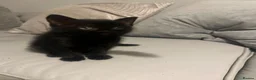 Domestic Shorthair cats for sale: 2 black kittens need new homes.  ** s in Luton - Advert 5