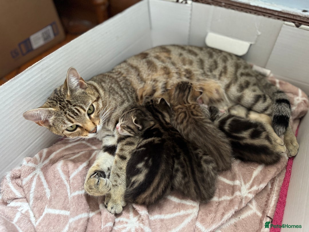 Bengal cats for sale: Bengali kittens - Image 6