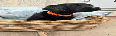 Cockapoo 5