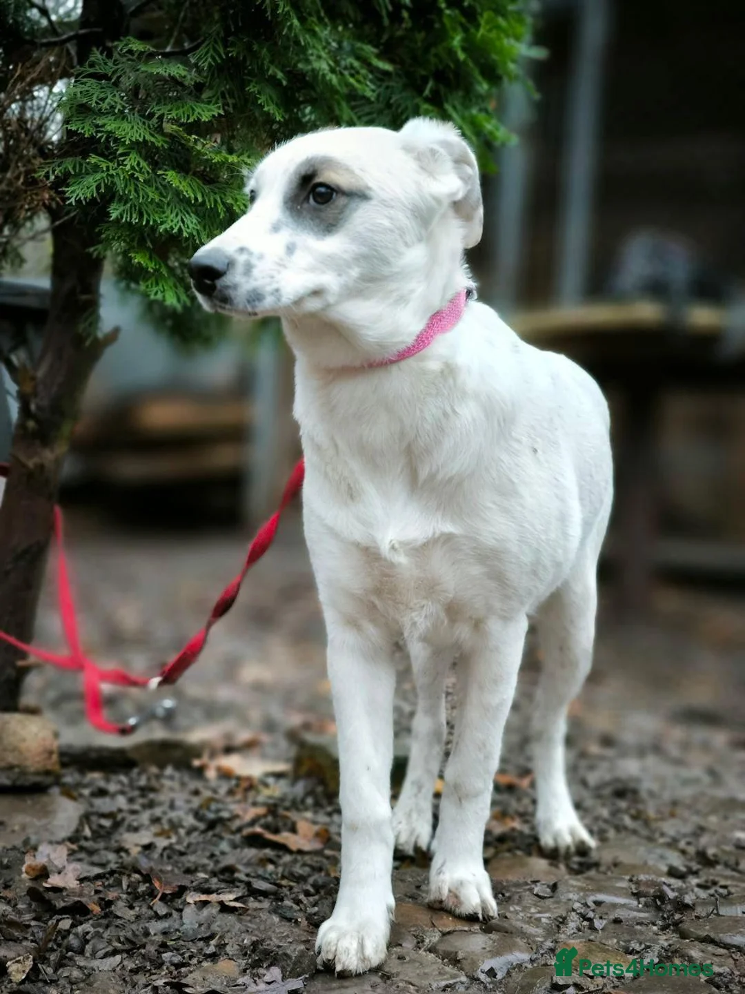 Mixed Breed dogs for adoption: 💖🐶 PLIAMKA 🐶💖- A sweet "Spot" looking for home - Advert 2