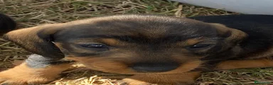 Dachshund 6
