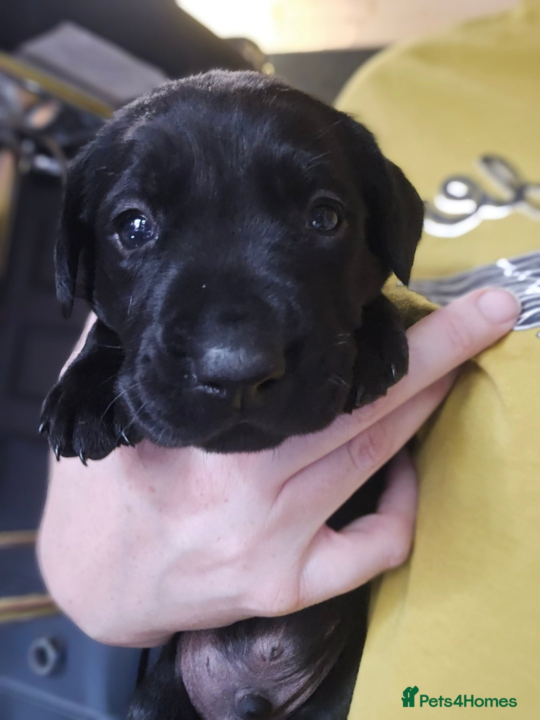 Labrador Retriever dogs for sale: Beautiful Labradors. Ready to go! - Advert 7