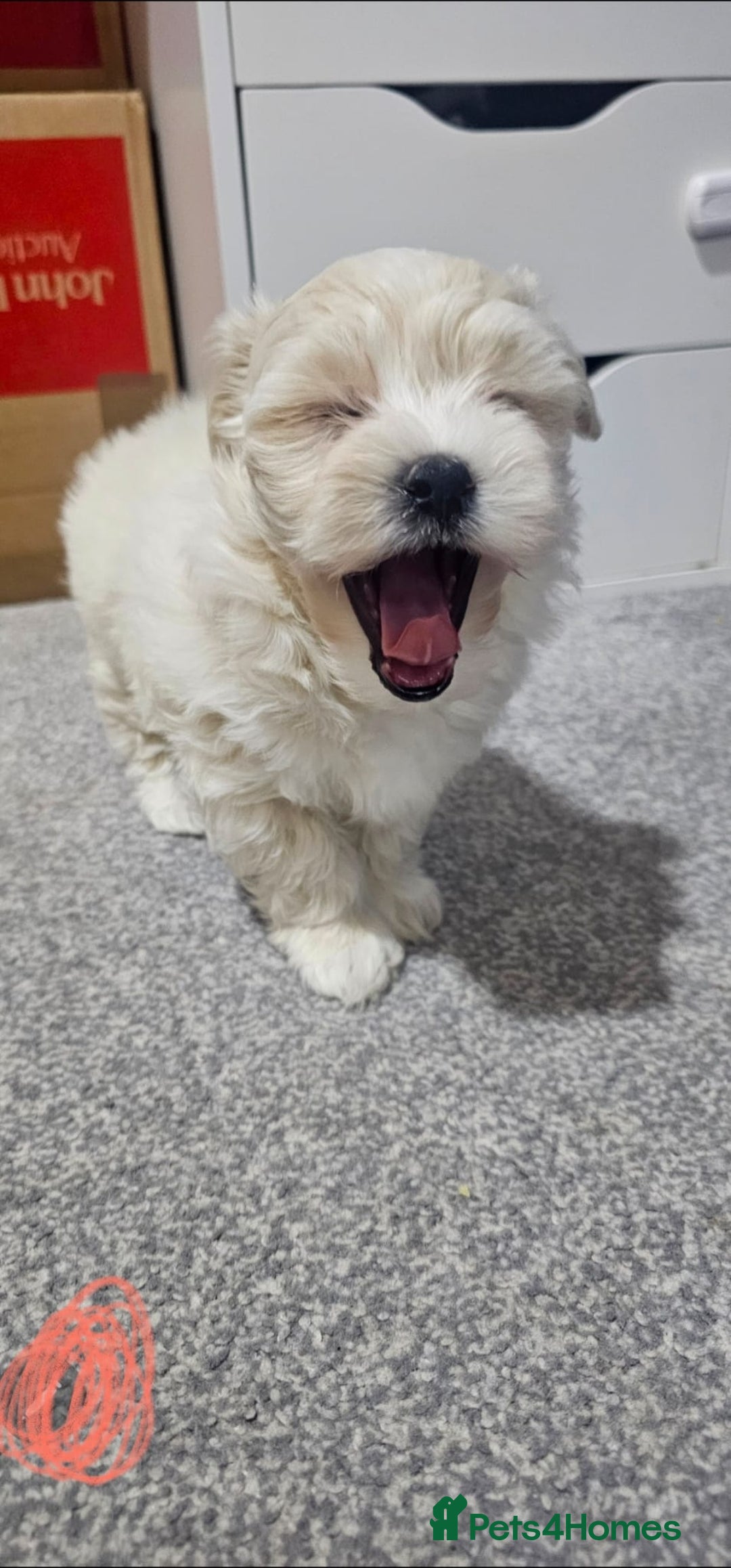 Maltese dogs for sale: Maltese puppies  - Advert 6