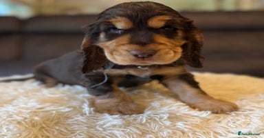 Cocker Spaniel dogs - Advert 5