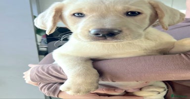 Labrador Retriever dogs - Advert 3