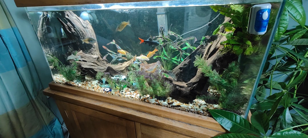 Other/Mixed Breed fish for sale: AquaOak 200 litre + Fish + accessories  - Advert 3