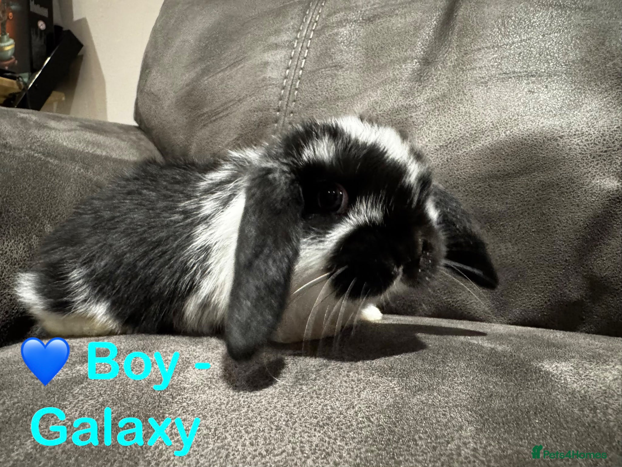 Mini Lop rabbits 💙 Pure Breed Mini Lop Boys Available 🩷 - Advert 1