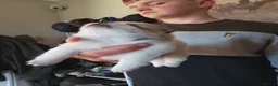 Pomchi dogs for sale: 5 beautiful pomchi puppies for sale - Advert 19