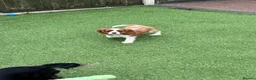 Cavalier King Charles Spaniel dogs for sale: Stunning health tested KC cavalier puppies - Advert 8