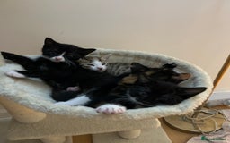 Mixed Breed cats for sale: Beautiful healthy kittens 1x Male and 2x female  - Image 16