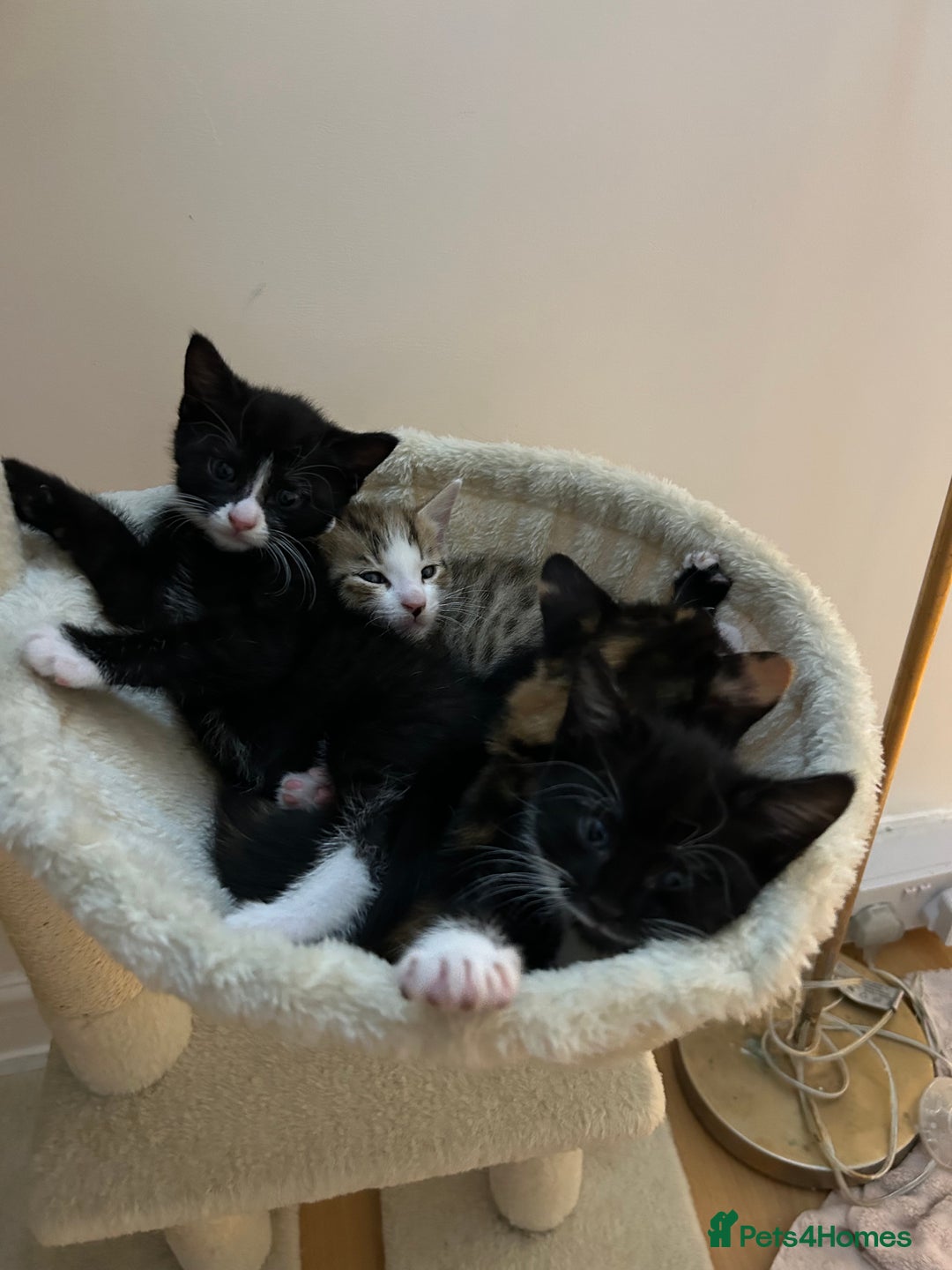 Mixed Breed cats for sale: Beautiful healthy kittens 1x Male and 2x female  - Image 16