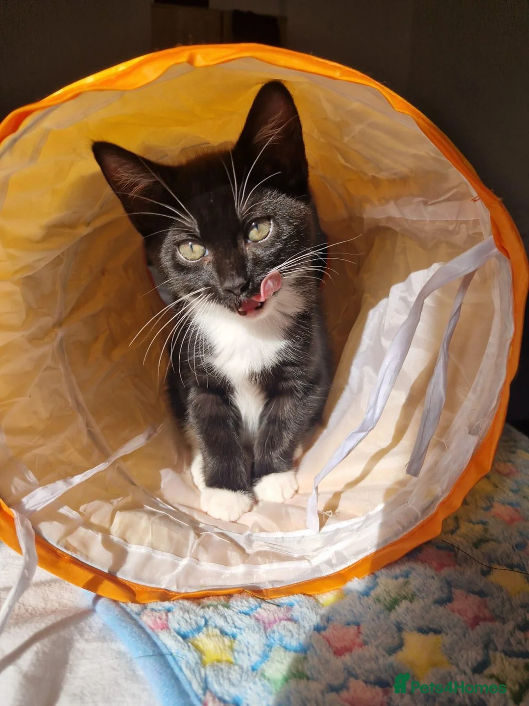 Mixed Breed cats for sale: Adorable Kittens Looking for Loving Homes in Slough - Advert 2