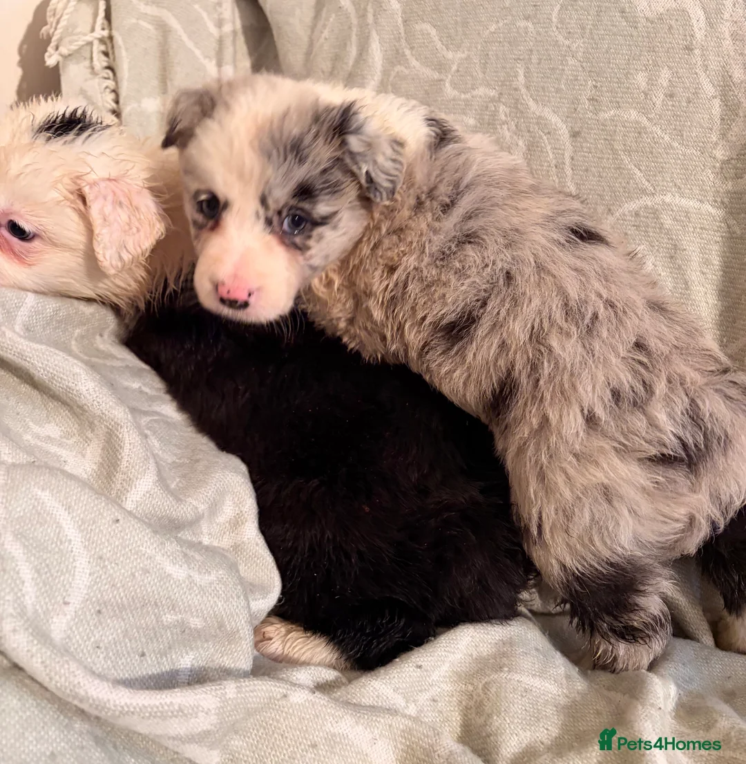Border Collie dogs for sale: HEALTH TESTED CLEAR PARENTS BORDER COLLIE PUPS - Advert 13