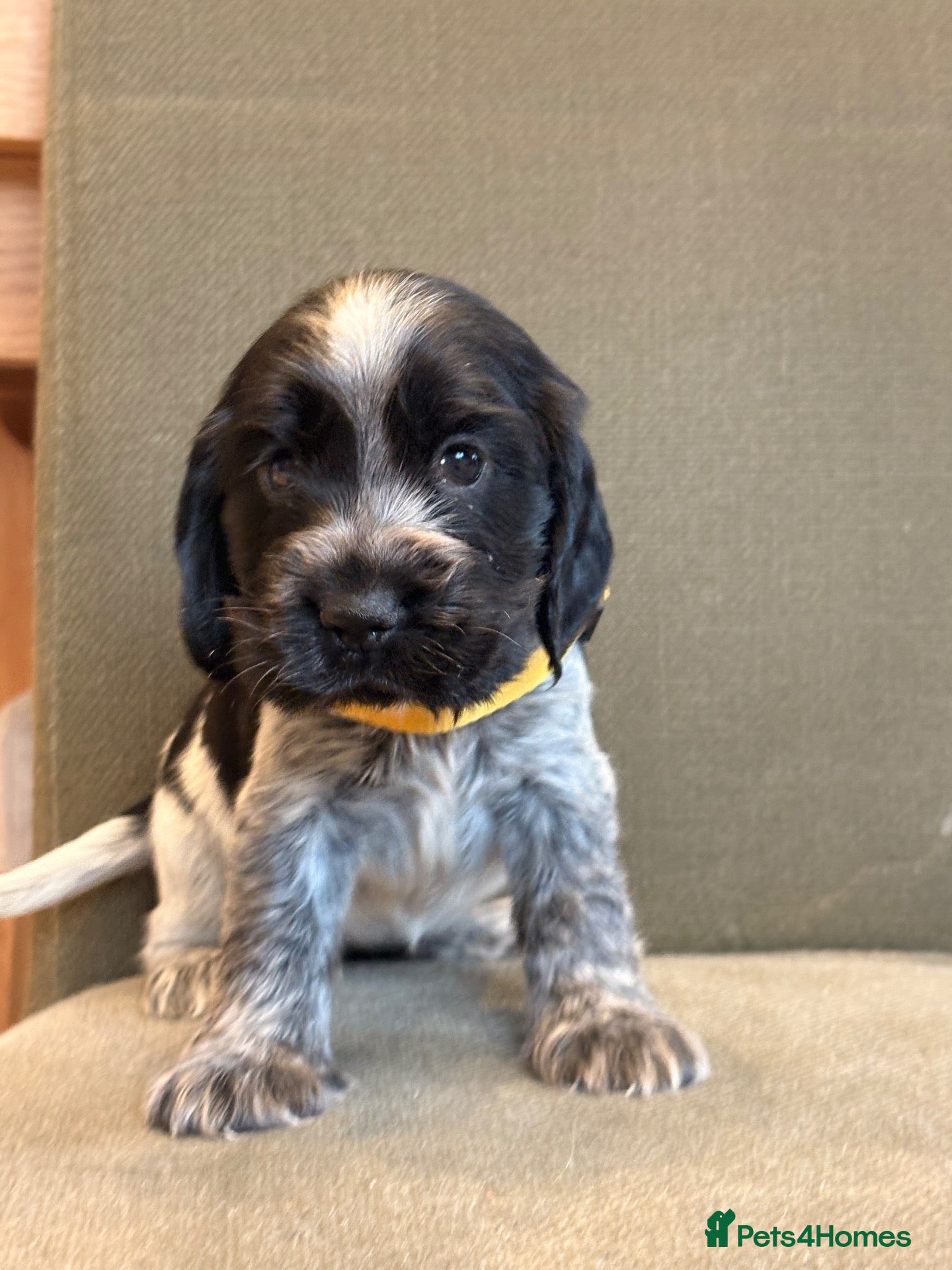 Cocker Spaniel dogs KC registered Show Type Cocker Spaniel DNA Tested - Advert 2