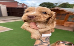 Cocker Spaniel dogs for sale: KC REGISTERED SHOW-TYPE COCKERS - Image 13