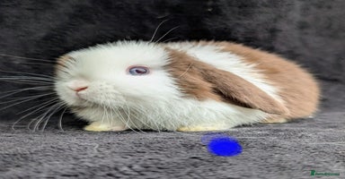 Mini Lop rabbits - Advert 8