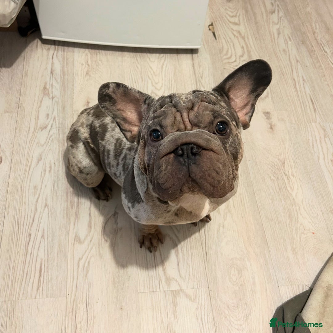 French Bulldog dogs for sale: Mabel, Merle ** French bull dog - Image 9