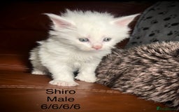 Maine Coon cats for sale: Rare 7-toed, Champion, Russian Maine coon kittens - Image 10